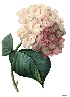 Hydrangeaceae Family Plants Stampe: Bigleaf hydrangea (Hydrangea macrophylla)