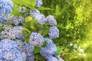 Bigleaf Hydrangea Stampe: Bigleaf hydrangea (Hydrangea macrophylla)