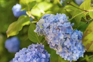 Bigleaf Hydrangea Stampe: Bigleaf hydrangea (Hydrangea macrophylla)