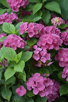 Bigleaf Hydrangea Stampe: Bigleaf Hydrangea (Hydrangea macrophylla)