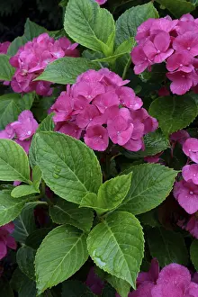 Bigleaf Hydrangea Stampe: Bigleaf Hydrangea (Hydrangea macrophylla)