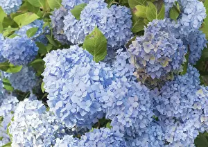 Hydrangeaceae Family Plants Stampe: Bigleaf hydrangea (Hydrangea macrophylla)