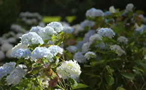 Bigleaf Hydrangea Stampe: Bigleaf hydrangea (Hydrangea macrophylla)