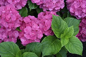Flowering Plants Germany Stampe: Bigleaf Hydrangea (Hydrangea macrophylla)