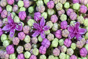 Baden Wurttemberg Nature Stampe: Bigleaf Hydrangea (Hydrangea macrophylla)