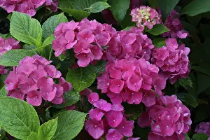 Central European Botany Stampe: Bigleaf Hydrangea (Hydrangea macrophylla)