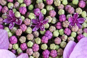 German Botany Images Stampe: Bigleaf Hydrangea (Hydrangea macrophylla)
