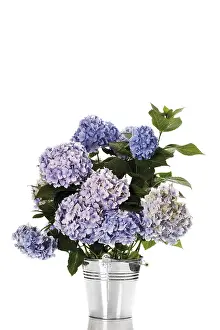 Nature Flora Photography Stampe: Bigleaf Hydrangea (Hydrangea macrophylla)