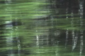 Green Vegetation Stampe: Birch