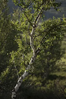 Atmospheric Backlight Shot Stampe: Birch in the backlight