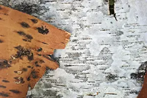 Nature Plant Backgrounds Stampe: The birch bark as background