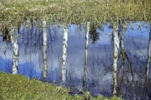 Deciduous Tree Landscape Stampe: Birch, birch, tree, trees, reflection
