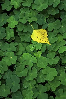 Deciduous Tree Leaves Stampe: Birch leaf on clover