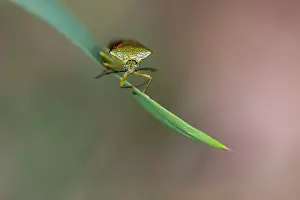 European Fauna Images Stampe: Birch Shieldbug (Elasmostethus interstinctus)