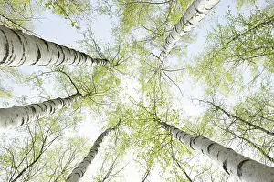 Frog Perspective View Stampe: Birch trees in spring, frog perspective