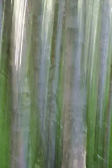 Nature Background Images Stampe: Birch trunks out of focus