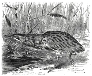 Historical Animal Depictions Stampe: Bird, eurasian bittern (Botaurus stellaris)