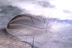 Empty Studio Background Photo Stampe: Bird feather on a document