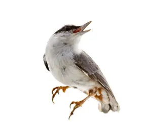 Stampe di Uccello isolato su sfondo bianco. Nocciolina da cracker Picchio Muratore Stampe: Uccello isolato su sfondo bianco. Nocciolina da cracker.