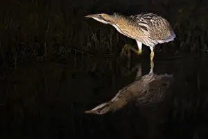 Eurasian Bittern Habitat Stampe: A bittern (Botaurus stellaris) is reflected in the water