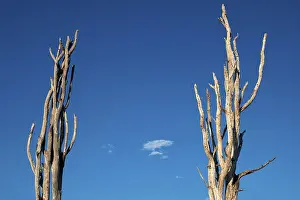 Climate Change Symbol Stampe: Bizarre formation of two dead trees