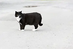 Domestic Animals Stampe: Black cat