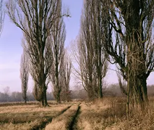 Deciduous Tree Photography Stampe: Black poplars
