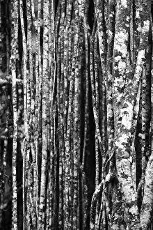 Deserted Jungle Landscape Stampe: Black and white, structure, pattern