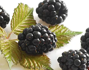 Blackberry Nutrition Stampe: Blackberries