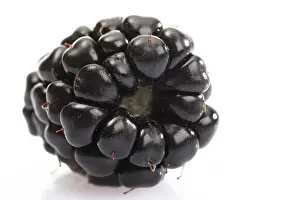 European Blueberry Stampe: Blackberry