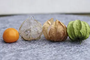 Orange Colored Fruits Stampe: Bladder cherry (Phyalis), fruit