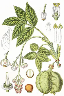 Agricultural Crops Images Stampe: Bladdernut (Staphylea pinnata)