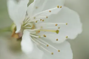 Fruit Tree In Bloom Stampe: Bloom