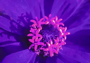 Colorful Blooms Stampe: Bloom