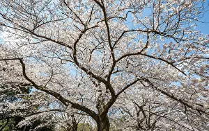 Japanese Cherry Blossoms Stampe: Blooming cherry tree in spring
