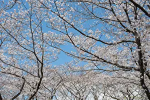 Japanese Cherry Blossoms Stampe: Blooming cherry trees in spring