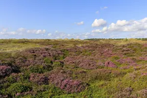 Summer Bloom In Europe Stampe: Blooming heath landscape on Amrum Island