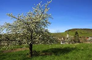 Black Forest Scenery Stampe: Blossoming cherry tree, Ebringen