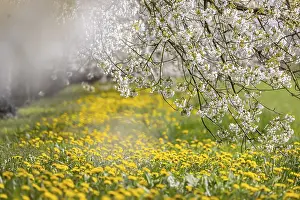 Fruit Tree Blossoms Europe Stampe: Blossoming cherry trees in spring