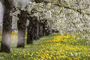 Fruit Tree Blossoming Season Stampe: Blossoming cherry trees in spring