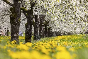 Fruit Tree Flowering Season Stampe: Blossoming cherry trees in spring