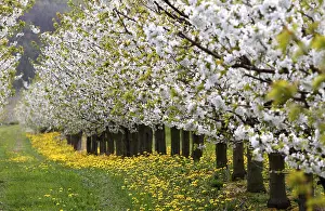 German Cherry Blossom Trees Stampe: Blossoming cherry trees, Thuringia