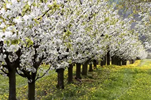 Fruit Tree Germany Stampe: Blossoming cherry trees, Thuringia