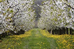 Cherry Blossom Season Stampe: Blossoming cherry trees, Thuringia