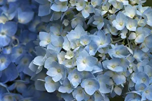 Hydrangea Blossom Stampe: Blossoming Hydrangea (Hydrangea sp)