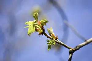 Blossoming Branches Stampe: Blossoming tree