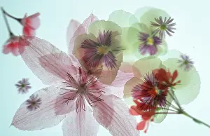 Blossom Photography Stampe: Blossoms