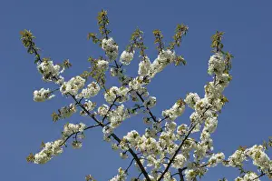 Cherry Blossom Tree Stampe: Blossoms on a cherry tree