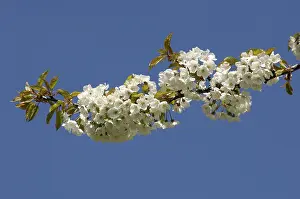 Cherry Blossom Stampe: Blossoms on a cherry tree