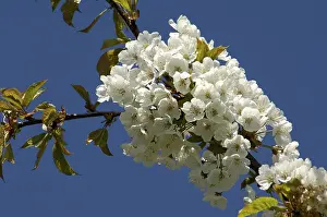 Cherry Blossom Stampe: Blossoms on a cherry tree